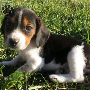 Lia, Beagle Mix Puppy